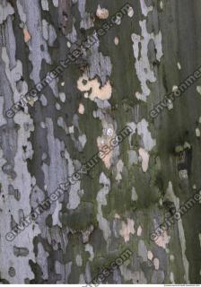 Tree Bark 0035